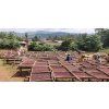 Ethiopia Sookoo Coffee-Guji Okoluu G1 organic - káva 100% Arabica (Balenie 1000g)